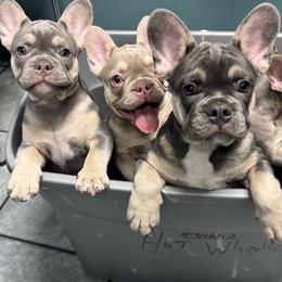 French Bulldog Puppies from cgo