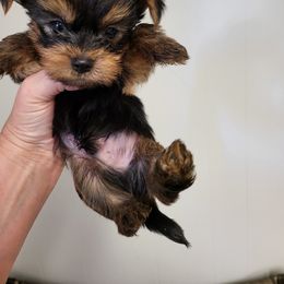Yorkshire Terrier Puppies from Glitter And Glitz Yorkies