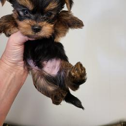 Yorkshire Terrier Puppies from Glitter And Glitz Yorkies