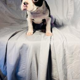 Taylor - Black brindle and white female Boston Terrier puppy in London, Kentucky from Puppy Love