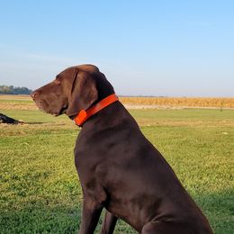 Rusty - German Shorthaired Pointer