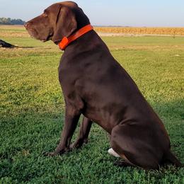 Rusty - German Shorthaired Pointer