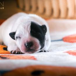 Sauron (AKC) - Blue male Australian Cattle Dog puppy in Marana, Arizona from Impact 3rd Australian Cattle Dogs