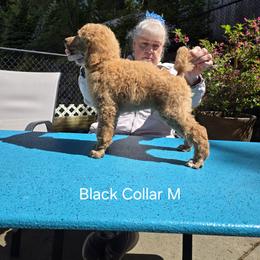 Black Collar - Apricot male Poodle puppy in Orting, Washington from Coplar Creek Standard Poodles