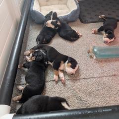 Girl 3 - Black, white and red female Greater Swiss Mountain Dog puppy in Perry, Oregon from Alpenblick