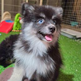Oakley - Black and white female Pomsky puppy in La/Oc, California from SoCal Pomskies LLC