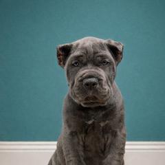 Molosser (Bully x) Puppies from Monumental Mastiffs