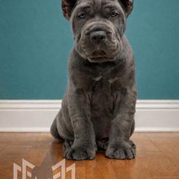 Molosser (Bully x) Puppies from Monumental Mastiffs
