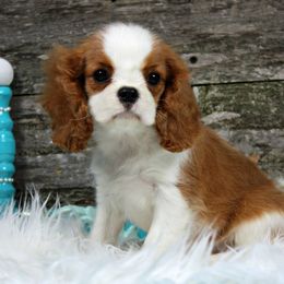 Cavalier King Charles Spaniel Puppies from Oak Haven Cavaliers