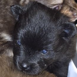 Licorice - Black male Pomeranian puppy in Mays Landing, New Jersey from KB Pom Pups