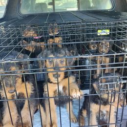 Airedale Terrier Puppies from Zinful Airedales