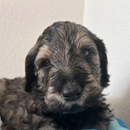 Schnoodle Puppies from Gooch Canines (Giant Schnoodles)