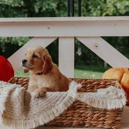 Golden Retriever Puppies from Morgan’s Heart of Gold Retrievers