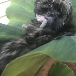 Shih Tzu Puppies from LaDawn’s Little Lions