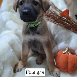 Boy 5 - Sable male German Shepherd puppy in Richland, Pennsylvania from Moonlight Shepherds