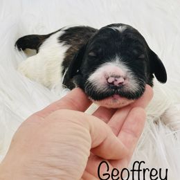 Goldendoodle Puppies from Lipscomb Doodles