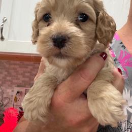 Giselle B3 white - Golden male Cockapoo puppy in Haines City, Florida from Camic Cockapoos