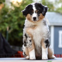 Australian Shepherd and Miniature American Shepherd Puppies from Bright Heart Aussies & Miniature American Shepherds