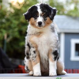 Australian Shepherd and Miniature American Shepherd Puppies from Bright Heart Aussies & Miniature American Shepherds