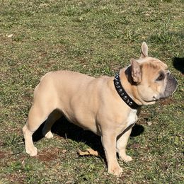 Shiva - French Bulldog