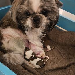 Mal-Shis, Maltese, Maltipoos, and Shih Tzus from Cooley's Cuddle Pups