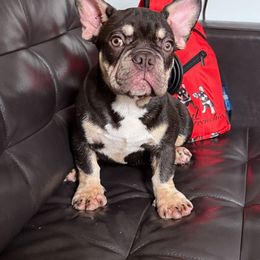 Cesar - Tricolors male French Bulldog puppy in Middletown, Rhode Island from Royal Frenchies LLC