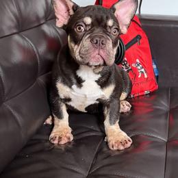 Cesar - Tricolors male French Bulldog puppy in Middletown, Rhode Island from Royal Frenchies LLC