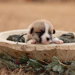 Black Collar Male- Dasher - Sable male Pembroke Welsh Corgi puppy in Waverly Hall, Georgia from 6g Ranch Corgis