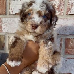 Crunch - Chocolate merle male Bernedoodle puppy in Richmond, Texas from Harper’s Heartbeats