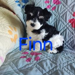 Finn - Parti male Miniature Schnauzer puppy in Diana, Texas from Happy Pawz Schnauzers