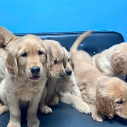 Golden Retrievers from Hancock Goldens