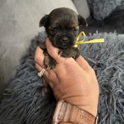 Male 3 Yellow Ribbon - Brindle male Shorkie puppy in Albemarle, North Carolina from Wilson Kennel