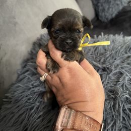 Male 3 Yellow Ribbon - Brindle male Shorkie puppy in Albemarle, North Carolina from Wilson Kennel
