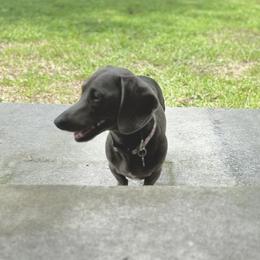 Norman - Dachshund