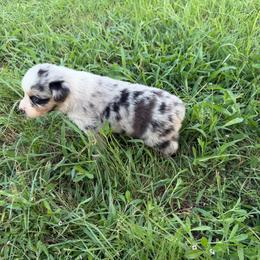 Blue Merle Female 1 - Blue merle female Australian Shepherd puppy in Hubbard, Texas from Poston Paddock Aussies LLC