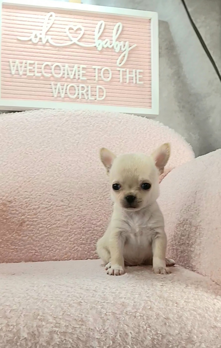 Girl 2 - Fawn Chihuahua puppy in Redding, California from Akc ivy league chihuahua .  Com