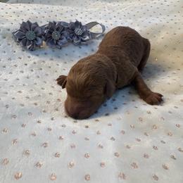 Reba McIntire - Red  female Goldendoodle puppy in Camden, North Carolina from Oopsie Doodles of NC