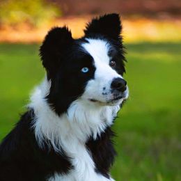 TR Tabu In Blu - Border Collie