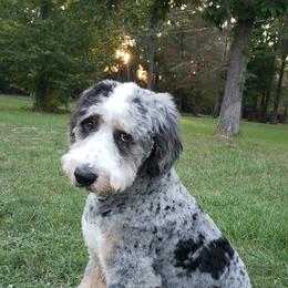 Haggard - Bernedoodle