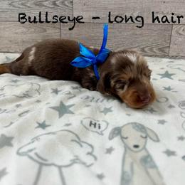 Bullseye - Dapple male Dachshund puppy in Goodyear, Arizona from AZ Low Life Doxies