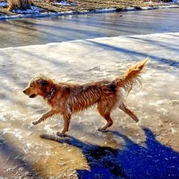 Wendy - Golden Retriever