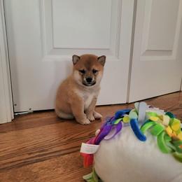 Shiba Inu Puppies from Veronika's Shiba Inus
