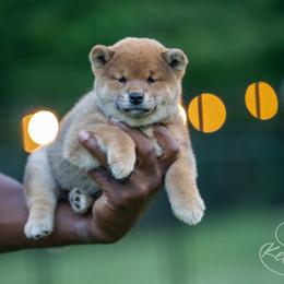 Shiba Inu Puppies from Evenfalls Shiba Inu