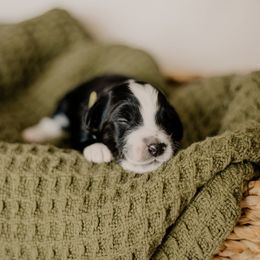 Pebbles - Black and white female Sheepadoodle puppy in Patterson, California from Dooling Doodles