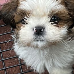 Girl 1 - female Shih Tzu puppy in St. Helena, California from Sattui little Shih Tzu of Napa Valley. Hi, this is Carolyn   I have been breeding Shih Tzus for over 30 years and believe that everyone should have a Shih Tzus in their life.  They are the sweetest, most lovable, healthy, long lived dogs I’ve ever met. They don’t shed, and they don’t yap.