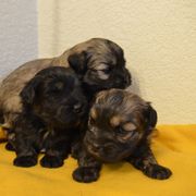 Lowchen Puppies from Guylyne