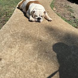 Bulldog puppies from Ozark Bulldogs