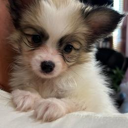 Luke - White and sable male Papillon puppy in Salina, Utah from Desert Mountain Papillons