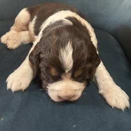Maya - Liver white and tan female English Springer Spaniel puppy in Readstown, Wisconsin from Gunner Spaniel