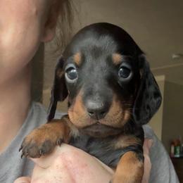 June bug - Black and tan female Dachshund puppy in Richmond, Kentucky from Cemcade Dachshunds